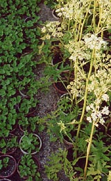 Angelica palustris (Besser) Hoffm.